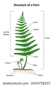 Estructura de un helecho. Diagrama.