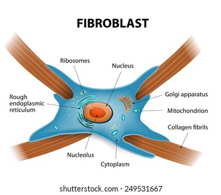 Structure of fibroblast cells. These cell are vital to the skin's strength and elasticity. The fibroblasts also synthesise the ground substance of the dermal matrix.