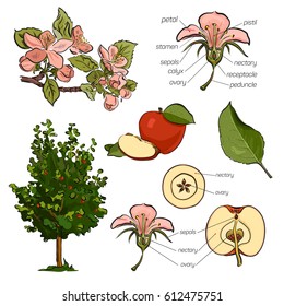 Structure of a flower and a fruit of an apple-tree