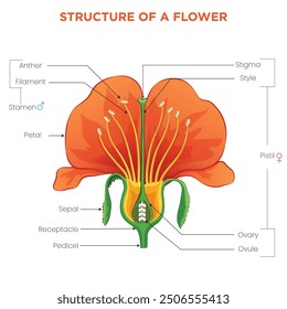 The structure of a flower includes petals, sepals, stamens, and a pistil, each with a role in reproduction. The colorful petals attract pollinators.