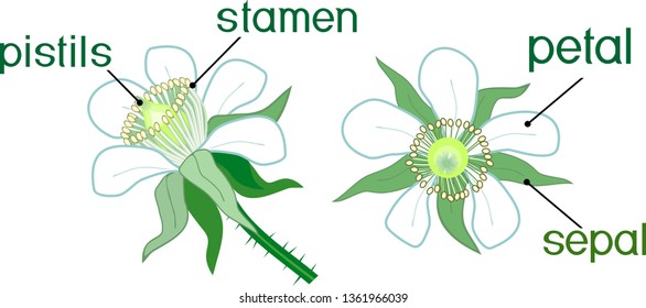 Structure of flower of raspberry plant