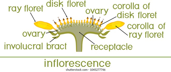 Structure of flower of sunflower in cross section. Diagram of flower head or pseudanthium. Parts of sunflower with titles