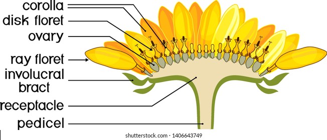 Structure Of Flower Of Sunflower In Cross Section. Diagram Of Flower Head Or Pseudanthium. Parts Of Sunflower With Titles