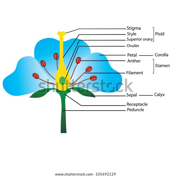 Structure Flower Vector Diagram Teaching Pupils Stock Vector (Royalty ...