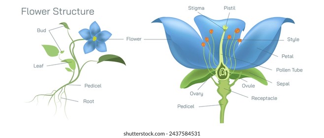 structure of flower vector. Types of parts in leaf. Botany and its branches students study material. Anatomy and cross section image. realistic Illustrated guide to structure of flower.