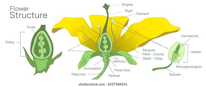 structure of flower vector. Types of parts in leaf. Botany and its branches students study material. Anatomy and cross section image. realistic Illustrated guide to structure of flower.