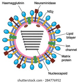 120 Nucleocapsid protein Images, Stock Photos & Vectors | Shutterstock