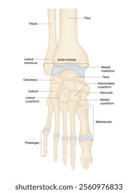 Structure of Foot Bone Anatomy