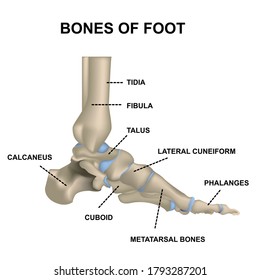 The structure of the foot joint. Realistic medical illustration with symbols