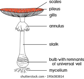 Structure of fruiting body of fly agaric (Amanita muscaria) mushroom isolated on white background
