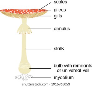 Structure of fruiting body of fly agaric (Amanita muscaria) mushroom isolated on white background