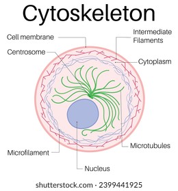 Structure and Function of Cytoskeleton.