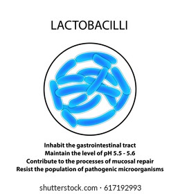 Structure and function of the Lactobacillus. Infographics. Vector illustration on isolated background