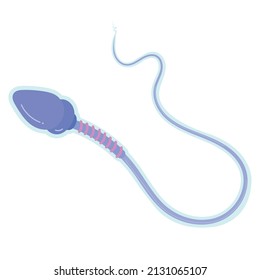 Structure and function of Sperm.