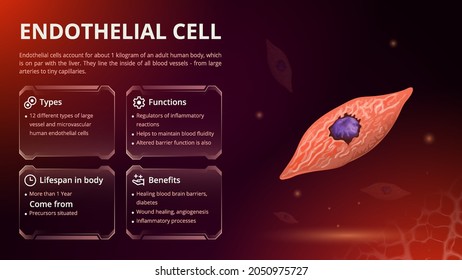 Structure, Function And Types Of Endothelial Cell Vector Image Design