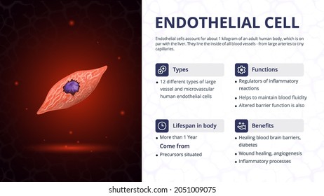 Structure, Function and Types of Endothelial Cell Vector Image Design