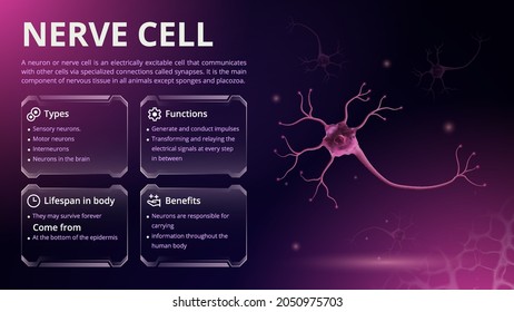 Structure, Function and Types of Nerve Cell Vector Image Design