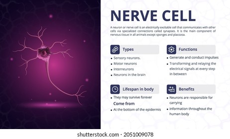 Structure, Function and Types of Nerve Cell Vector Image Design svg