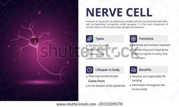 Structure, Function and Types of Nerve Cell Vector\
Image Design