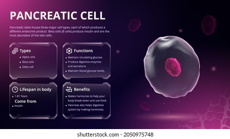 Structure, Function And Types Of Pancreatic Cell Vector Image Design