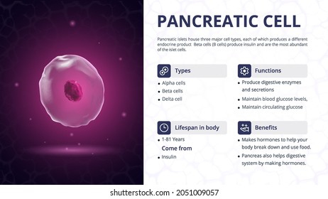 Structure, Function and Types of Pancreatic Cell Vector Image Design