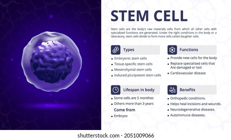 Structure, Function and Types of Stem Cell Vector Image Design svg