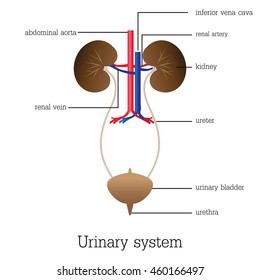Urinary System With Labels