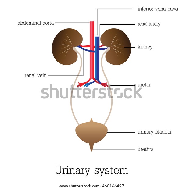 Structure Function Urinary System Urinary System Stock Vector Royalty Free 460166497