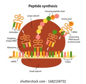 Structure And Functions Of The Ribosome. Peptide Synthesis. Creating A Peptide Chain. Vector Illustration In Flat Style Isolated Over White Background.