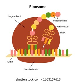 Structure And Functions Of The Ribosome. Peptide Synthesis. Vector Illustration In Flat Style Isolated Over White Background.