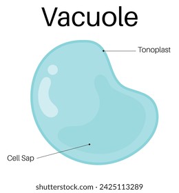 Structure and Functions of vacuole.