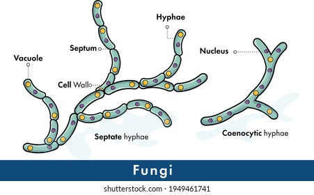 Structure of fungi, septate and coenocytic hyphae.