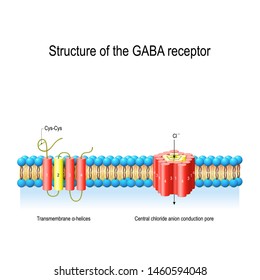 Structure of the GABA receptor. Central chloride anion conduction pore and Transmembrane α-helices