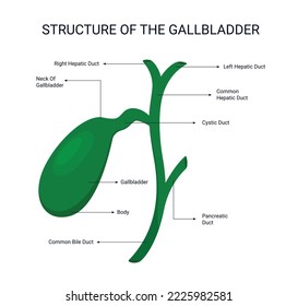 Struktur der Gallblase, des menschlichen Organs, des Organdetailkonzepts