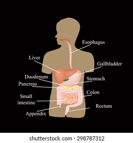 Structure Gastrointestinal Tract Human Anatomy Vector Stock Vector ...