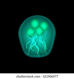The structure of Giardia cysts. Vector illustration