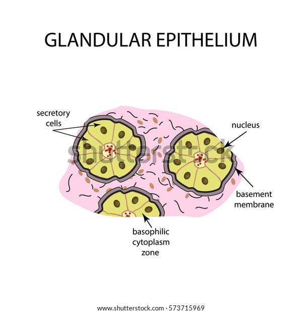 Structure Glandular Epithelium Infographics Vector Illustration Stock