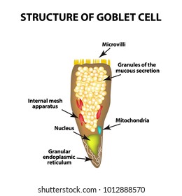 Structure Goblet cells of the intestine. Infographics. Vector illustration on isolated background