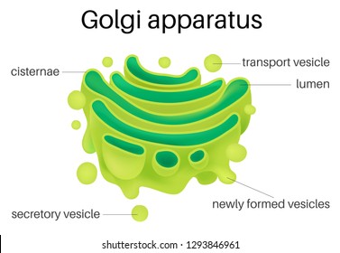 Golgi Apparatus Images, Stock Photos & Vectors | Shutterstock golgi body diagram labeled 