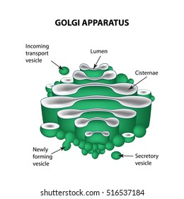 The structure of the Golgi apparatus. Infographics. Vector illustration on isolated background.