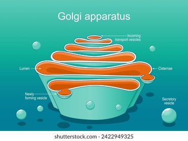 Estructura de un complejo Golgi. Cierre de la anatomía del aparato Golgi. Sección transversal del organelo celular. ilustración vectorial plana isométrica