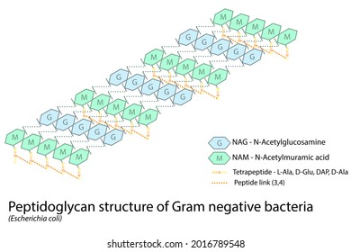 Struktur der gramnegativen bakteriellen Zellwand - Peptidoglykanpolymere mit Peptid-Kreuzverbindungen - E. Coli