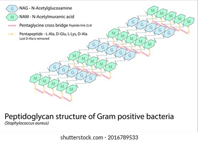 peptidoglycan structure in gram positive bacteria