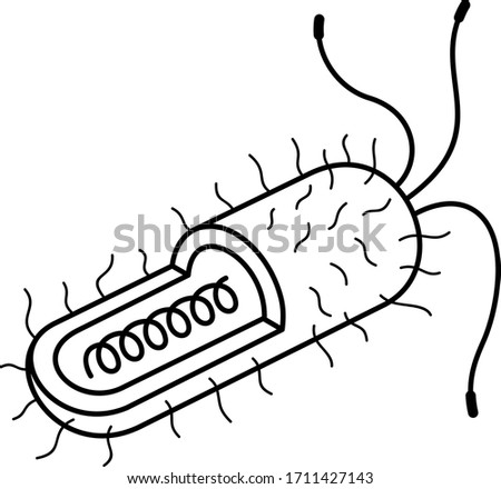 Structure of Gram-positive bacteria. Vector outline icon.