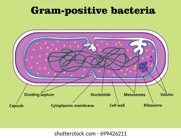 Structure of gram-positive bacterium 