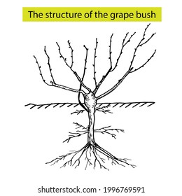 The structure of the grape plant. The root system and the aboveground part of the grape bush. A hand-drawn botanical illustration. Vector illustration