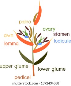 Structure of grass spikelet. Diagram of portion of grass inflorescence