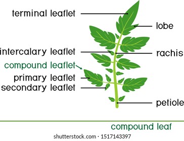 Structure of green compound leaf of plant. Compound leaf of tomato plant isolated on white background