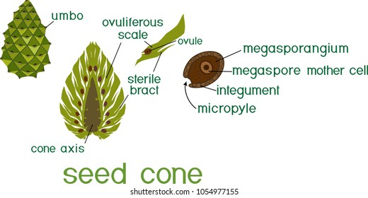 Structure of green female seed cone and megasporangium of pine with titles