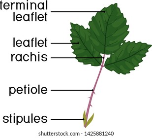 Structure of green leaf of plant. Compound leaf of blackberry plant isolated on white background